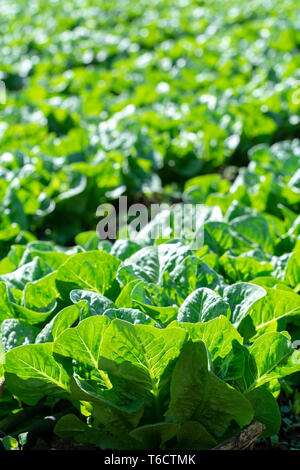 Campo di fattoria con righe di giovani fresca insalata verde lattuga piante che crescono al di fuori sotto il sole greco, agricoltura in Grecia. Foto Stock