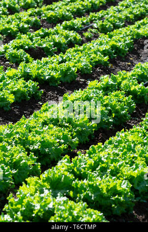 Campo di fattoria con righe di giovani fresca insalata verde lattuga piante che crescono al di fuori sotto il sole greco, agricoltura in Grecia. Foto Stock