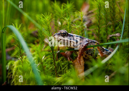 Rana nella foresta. La principessa rana. Live Colour senza trasformazione Foto Stock