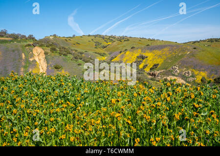 Fiddlenecks fiori selvatici (Amsinckia) a Carrizo Plain Monumento Nazionale in California durante la primavera con la San Andreas anomalia in background Foto Stock