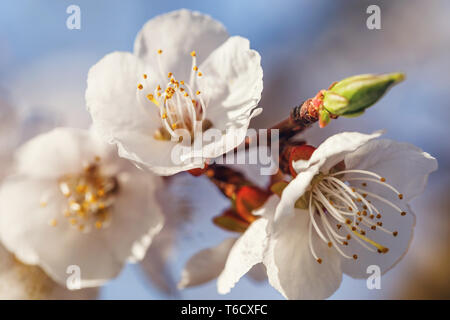 Fioritura albicocca ramo di albero vicino fino contro il cielo blu Foto Stock