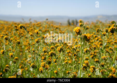 Fiddlenecks fiori selvatici (Amsinckia) a Carrizo Plain Monumento Nazionale in California durante la primavera Foto Stock