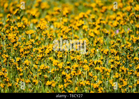 Fiddlenecks fiori selvatici (Amsinckia) a Carrizo Plain Monumento Nazionale in California durante la primavera Foto Stock