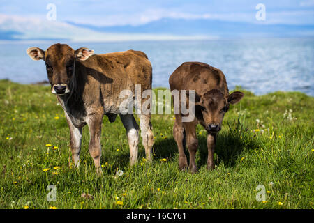 Giovani tori sulla riva del lago. Pascoli tradizionali in alta montagna del Kirghizistan Foto Stock