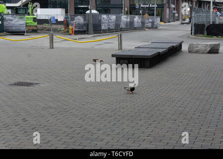 Ci sono un sacco di anatre vivono sul lungomare a Toronto. Non riesco a immaginare di fronte acqua senza di loro. Foto Stock