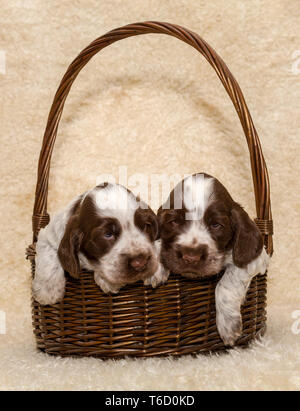 Due cucciolo di brown English Cocker Spaniel cane Foto Stock
