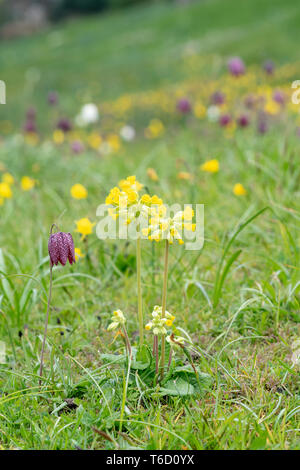 Primula veris e Fritillaria meleagris Cowslip fiori e serpenti fritillary di testa in un prato di RHS Wisley Gardens. Surrey, Inghilterra Foto Stock