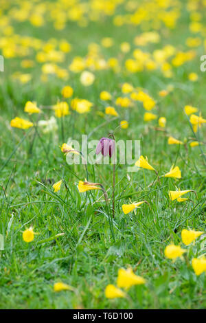 Fritillaria meleagris e Narcissus bulbocodium. Testa di serpenti fritillary e hoop-petticoat narcisi in un prato di RHS Wisley Gardens. Surrey, Regno Unito Foto Stock