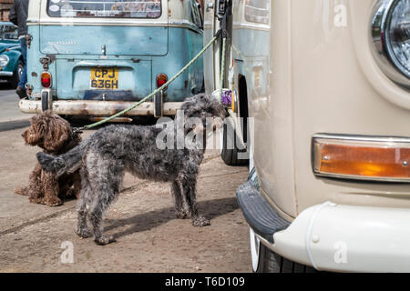 Cani su porta accanto a un 1969 Volkswagen camper van. Bicester Heritage Centre 'Drive giorno'. Bicester, Oxfordshire, Inghilterra. Foto Stock