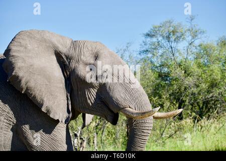 Elefante africano a Moremi Game Reserve Foto Stock