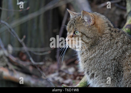 Unione Gatto Selvatico, Felis silvestris, Germania meridionale Foto Stock