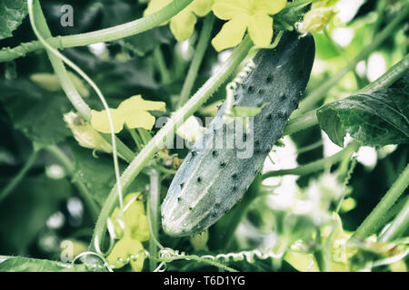 Nella serra cresce una giovane cetriolo Foto Stock