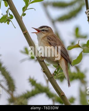 Sedge trillo (Acrocepphalus schoenobaenus) Foto Stock