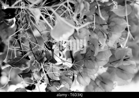 Primo piano bianco-nero, foto in scala di grigi di fiori bougainvillaea​ in fiore sul muro di Tenerife, città di Garachico, Spagna Foto Stock