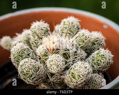 Un piccolo fiore di cactus piantato in una pentola Foto Stock