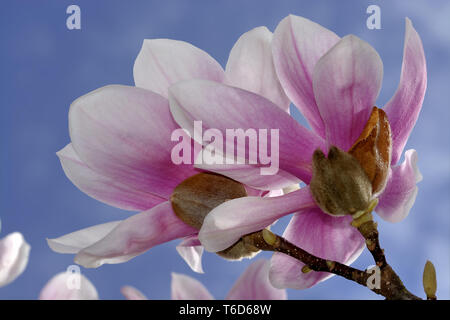 Albero di Magnolia Foto Stock