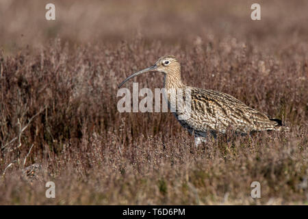 Curlew specie minacciate North York Moors Foto Stock