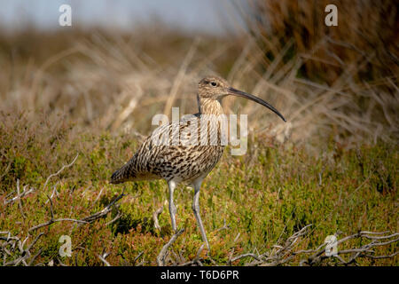 Curlew specie minacciate North York Moors Foto Stock