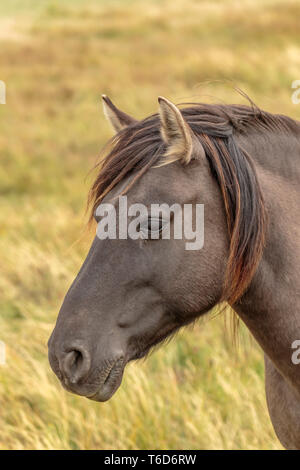 Konic Pony cavallo Holme Riserva Naturale, Norfolk Foto Stock