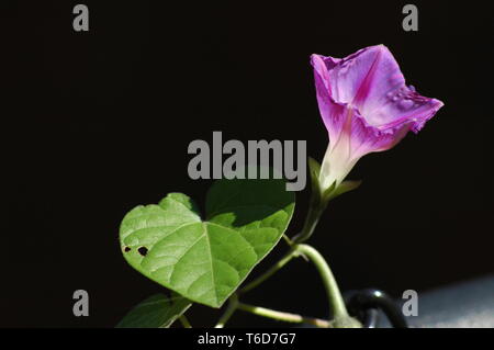 Viola gloria di mattina di sole Foto Stock