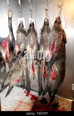 Appena ucciso e puliti giovani verri (Sus scrofa) sono stare in un frigorifero. Foto Stock