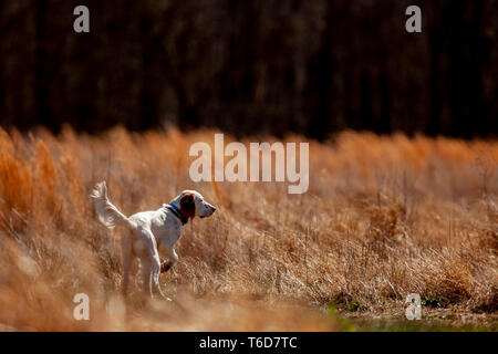 Setter inglese puntando quaglie. Foto Stock