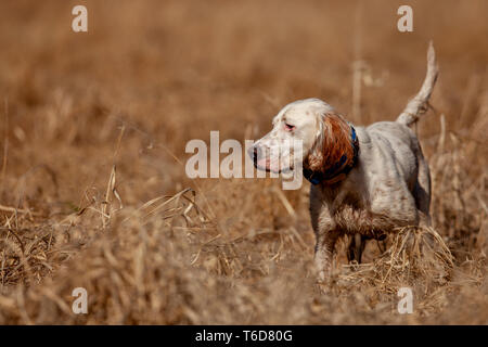 Setter inglese puntando quaglie. Foto Stock