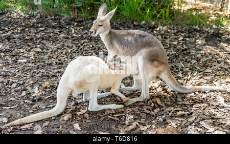 Cucciolo di canguro bevande latte con il suo muso bloccato nella sua madre della sacca, Australia occidentale Foto Stock