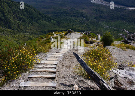 Alberi distrutti dal vulcano Chaitén eruzione, Pumalin National Park, Patagonia, Chaitén, Cile Foto Stock