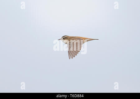 Sedge Warbler (Acrocephalus schoenobaenus) in mostra canzone volo Foto Stock