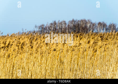 Biebrza,parco,paesaggio,Polonia,national,fiume,reed,naturale,l'erba,impianto,tree,all'aperto,turismo,scenic,podlasie,l'acqua,Vista,natura,wildlife,Molla,backgrou Foto Stock