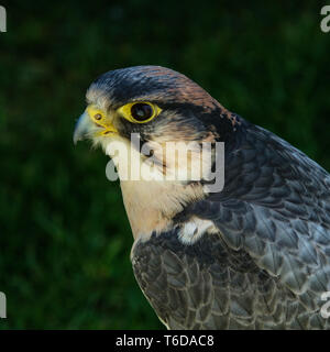 Ritratto di falco pellegrino Falco peregrinus Captive Bird formato quadrato Foto Stock