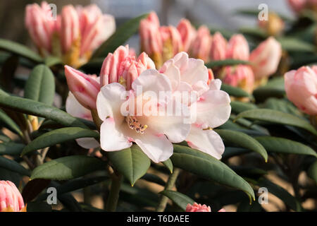 Rododendri, pesca al rosa pallido, Foto Stock