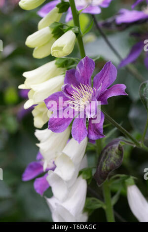 Foxglove bianco cresce attraverso un clematide viola. Foto Stock