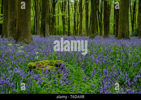 Micheldever boschi in primavera mostra Bluebells e faggi Winchester Hampshire England Regno Unito Foto Stock