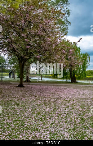 Fiore di Ciliegio che cadono dagli alberi a Stapenhill giardini e Trento Washlands.Burton upon Trent.Staffordshire.Inghilterra Foto Stock