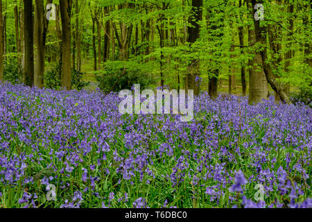 Micheldever boschi in primavera mostra Bluebells e faggi Winchester Hampshire England Regno Unito Foto Stock