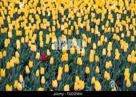 Campo di tulipani gialli e uno rosso tulipano. Pecora nera, outsider concetto: un fiore rosso nel campo di fiori gialli. Foto Stock