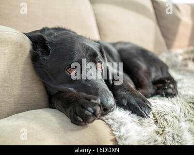 Timido cane nero recante sul divano in sun Foto Stock