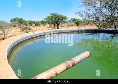 Bacino idrico nei pascoli in Namibia Foto Stock