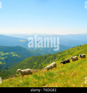 Pecore hred in montagna Foto Stock