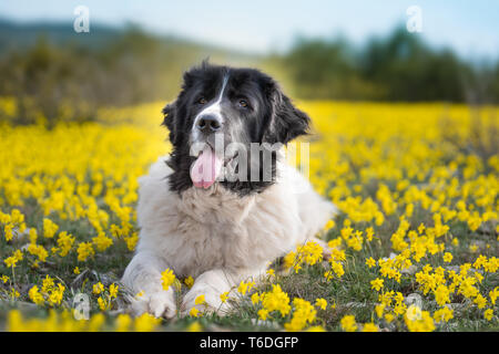 Landseer cane di razza pura Foto Stock