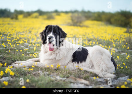 Landseer cane di razza pura Foto Stock
