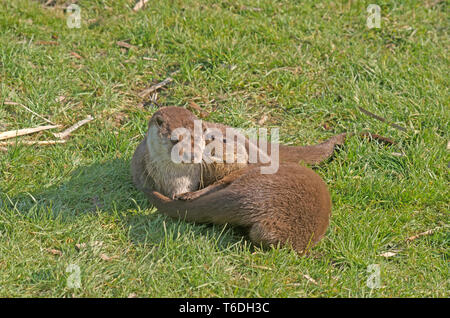 British Comunità Otter Lutra Lutral con Cub captive Foto Stock