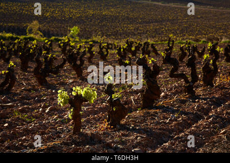 30/4/19 foglie giovani riprese in tempranillo vigneti vicino a Azofra (La Rioja), Spagna. Foto di James Sturcke | sturcke.org Foto Stock