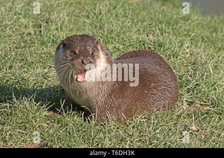 British Comunità Otter Lutra Lutral captive Foto Stock