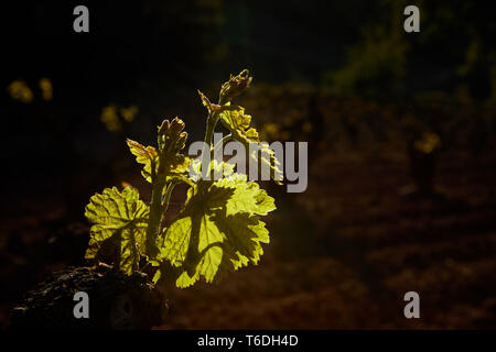 30/4/19 foglie giovani riprese in tempranillo vigneti vicino a Azofra (La Rioja), Spagna. Foto di James Sturcke | sturcke.org Foto Stock
