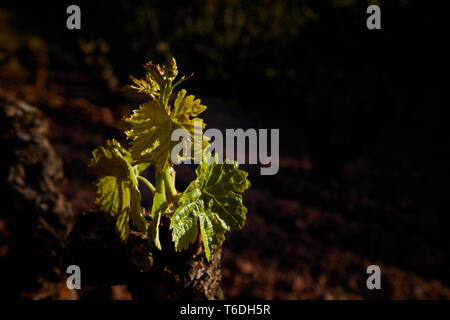 30/4/19 foglie giovani riprese in tempranillo vigneti vicino a Azofra (La Rioja), Spagna. Foto di James Sturcke | sturcke.org Foto Stock