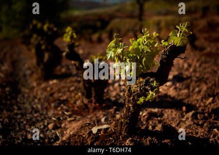 30/4/19 foglie giovani riprese in tempranillo vigneti vicino a Azofra (La Rioja), Spagna. Foto di James Sturcke | sturcke.org Foto Stock