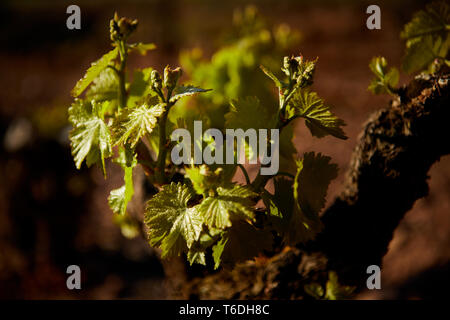 30/4/19 foglie giovani riprese in tempranillo vigneti vicino a Azofra (La Rioja), Spagna. Foto di James Sturcke | sturcke.org Foto Stock